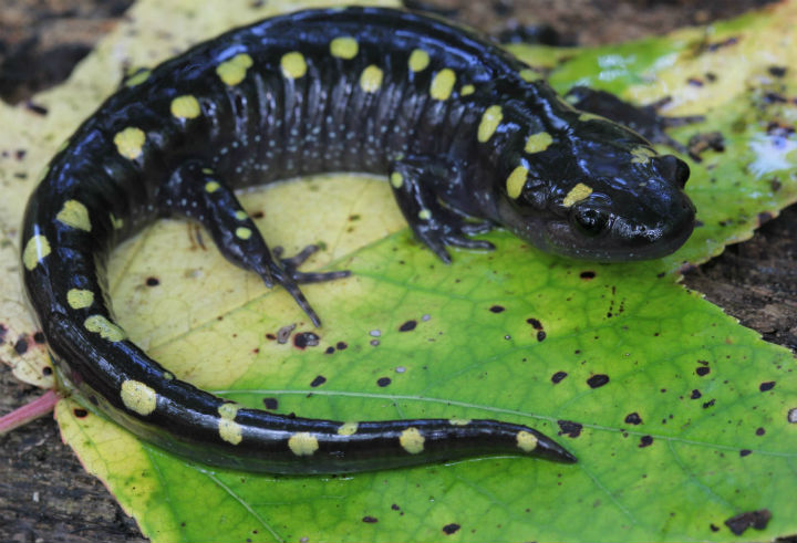 Spotted Salamander.